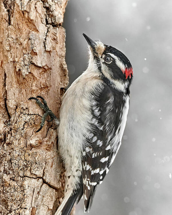 Woodpecker Art Print featuring the photograph Downy Woodpecker In December by Jim Hughes