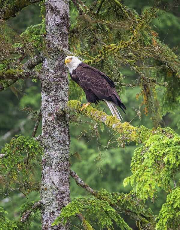 Eagle Art Print featuring the photograph Eagle Tree by Michael Rauwolf