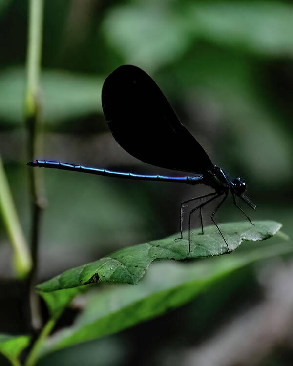 Ebony Jewelwing Art Print featuring the photograph Ebony Jewelwing by Flees Photos