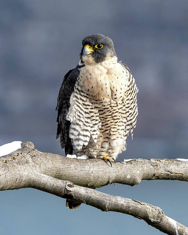 Birds Art Print featuring the photograph Falcon in Winter-1 by Kevin Suttlehan