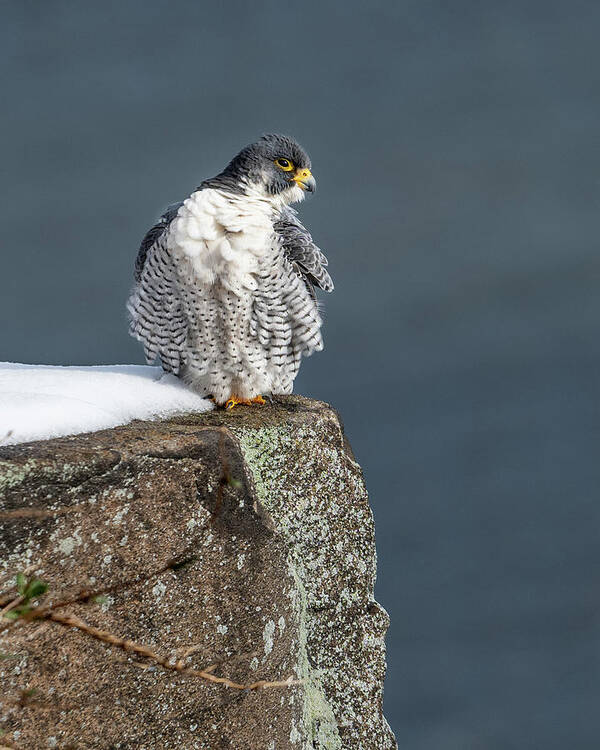 Birds Art Print featuring the photograph Falcon in Winter-3 by Kevin Suttlehan