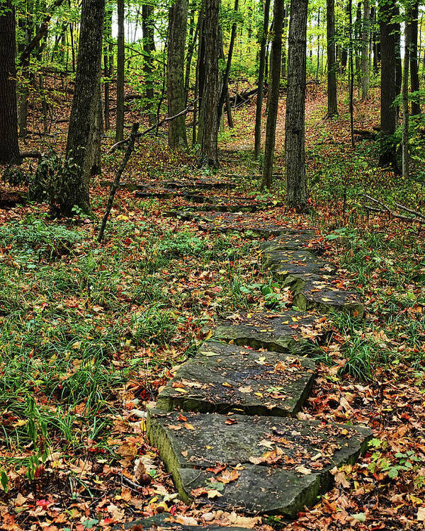 Trees Art Print featuring the photograph Fall Stone Pathway by Scott Olsen