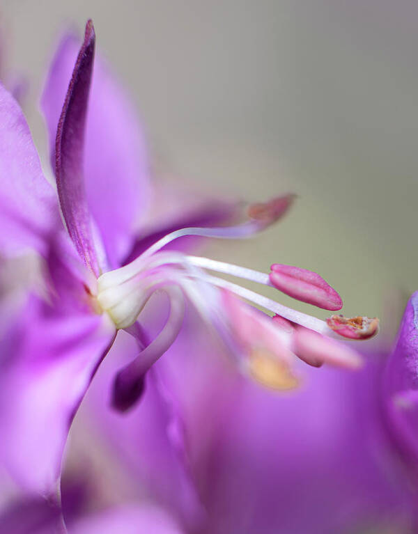 Fireweed Art Print featuring the photograph Fireweed Close Up by Karen Rispin