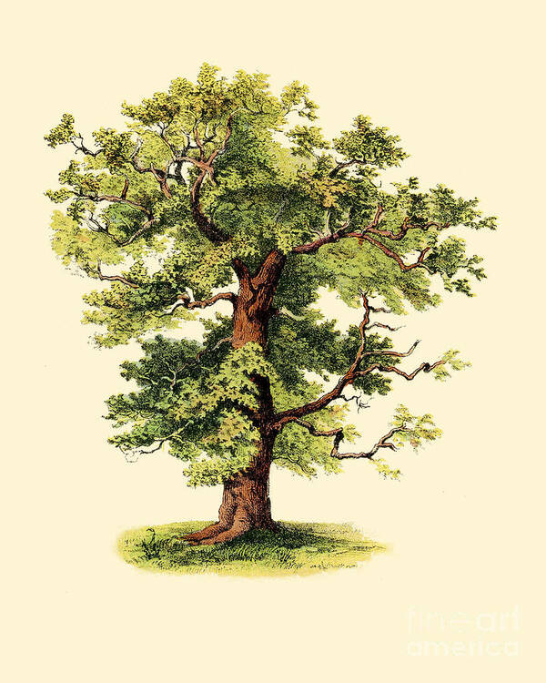 Oak Art Print featuring the digital art Forest Tree by Madame Memento