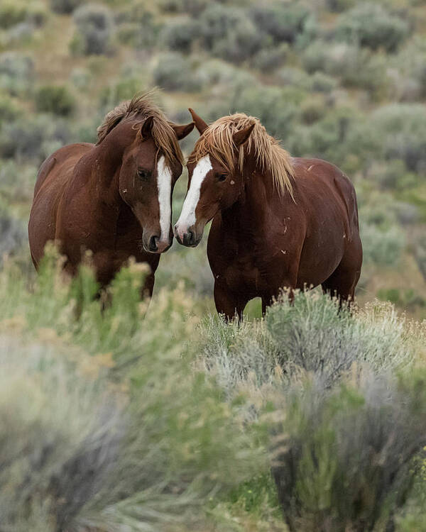 Wild Horses Art Print featuring the photograph Friends - South Steens Herd by Belinda Greb