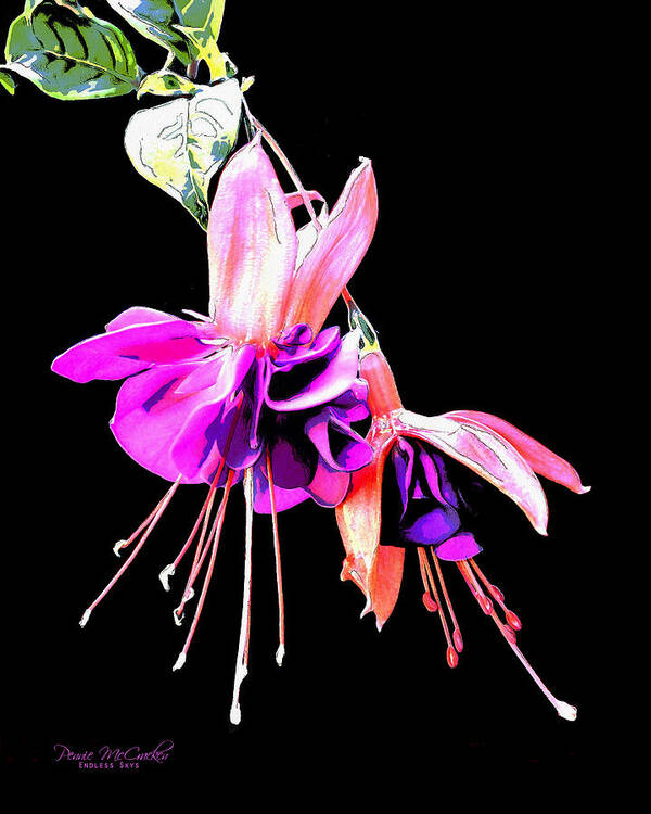 Flowers Art Print featuring the mixed media Fuschia by Pennie McCracken