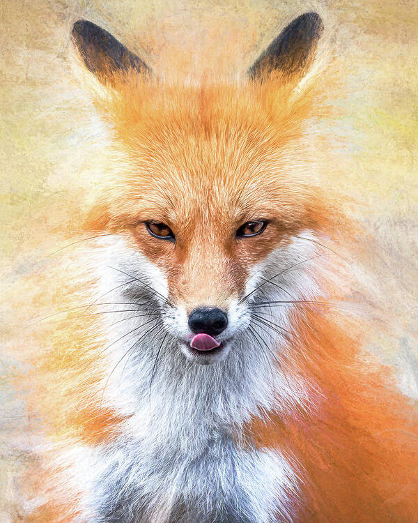 Red Fox Art Print featuring the photograph Glare by James Overesch
