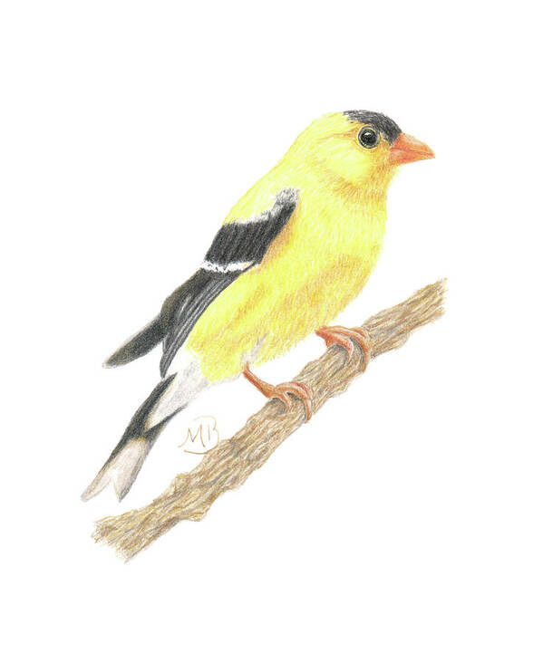 Bird Art Print featuring the painting Goldfinch by Monica Burnette