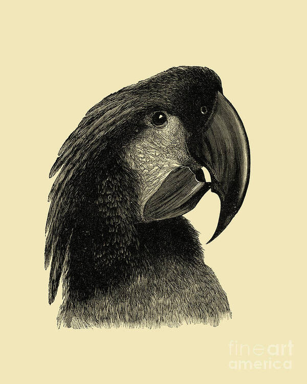 Cockatoo Art Print featuring the digital art Great black cockatoo head by Madame Memento