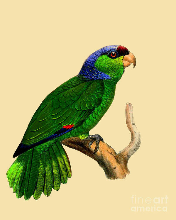 Festive Amazon Art Print featuring the digital art Green Parakeet by Madame Memento