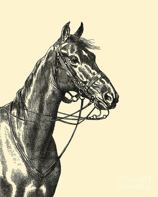Horse Art Print featuring the digital art Handsome Boy by Madame Memento