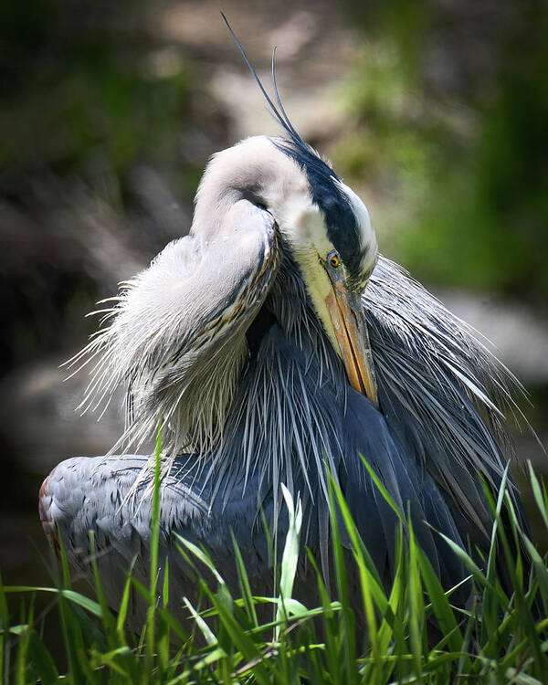 Blue Heron Art Print featuring the photograph Heron by Michelle Wittensoldner