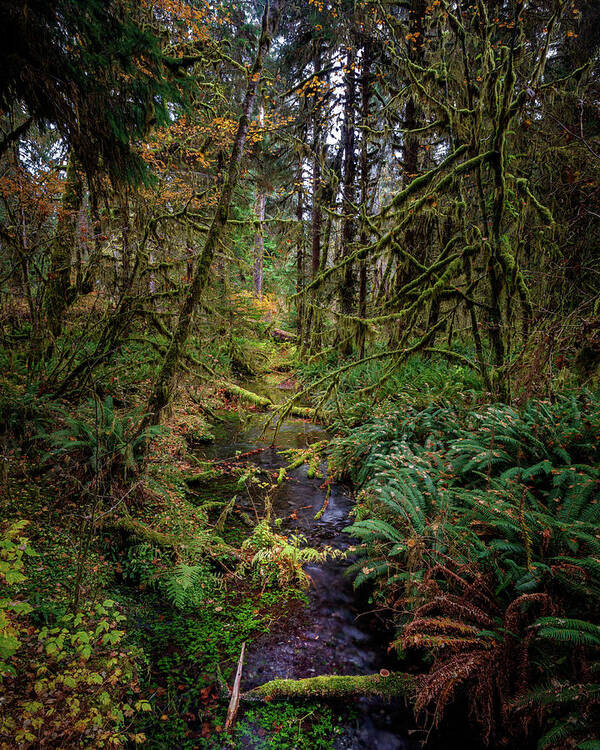 Taft Creek Art Print featuring the photograph Hoh 315 by Mike Penney