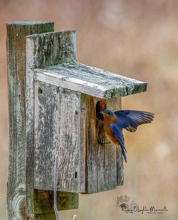 Bluebird Art Print featuring the photograph Honey I'm Home by Regina Muscarella