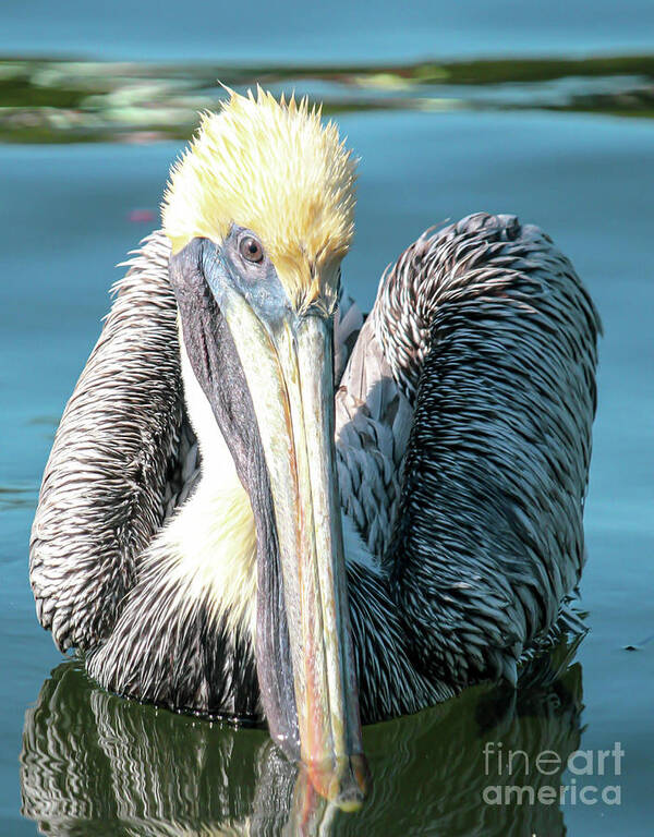 Brown Pelican Art Print featuring the photograph I see you, says Brownie by Joanne Carey