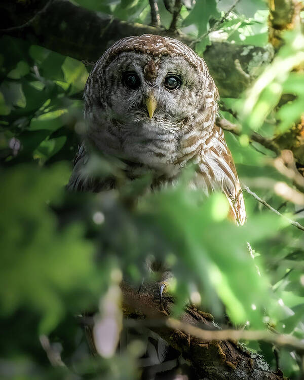 Barred Owl Art Print featuring the photograph In The Dark by James Overesch