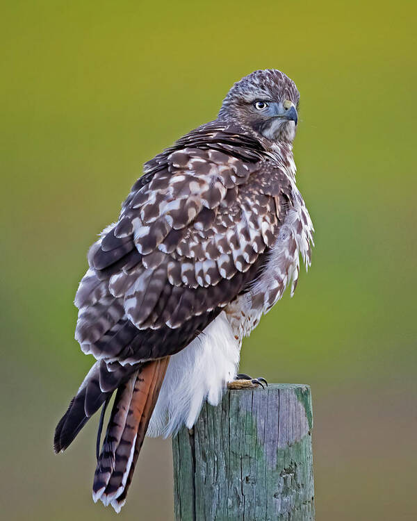 Raptor Art Print featuring the photograph Intensity by Jim E Johnson