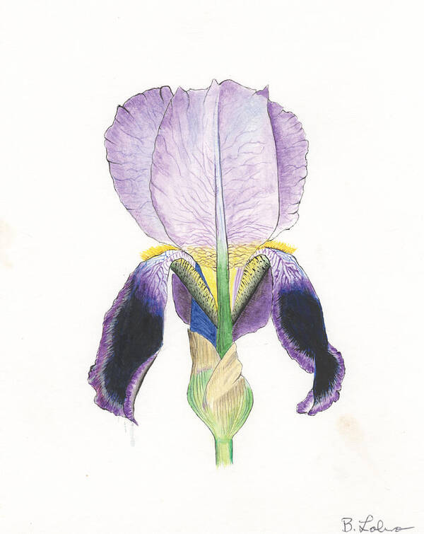 Iris Art Print featuring the painting Iris, Purple by Bob Labno