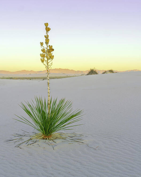 New Mexico Art Print featuring the photograph June 2020 Yucca by Alain Zarinelli