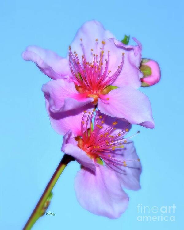 Just Peachy Flowers Art Print featuring the photograph Just Peachy Flowers by Patrick Witz