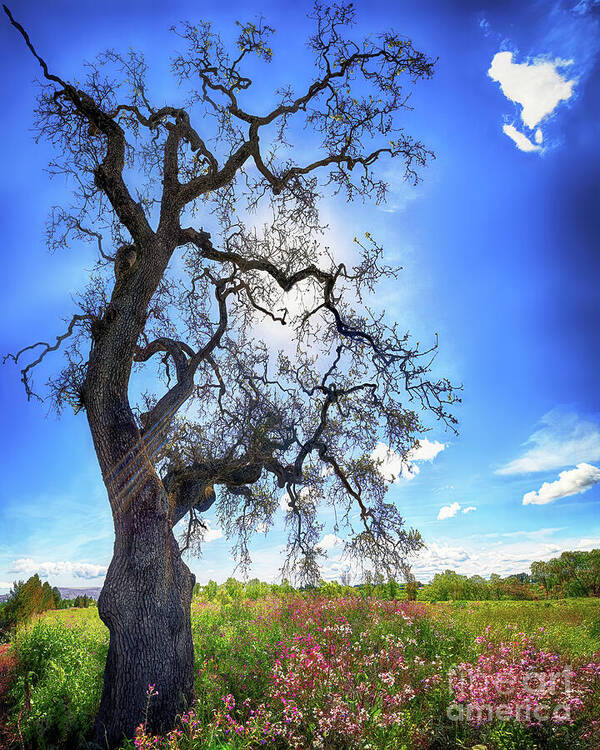 Trees Art Print featuring the photograph LIGHT AND LIFE, California by Don Schimmel