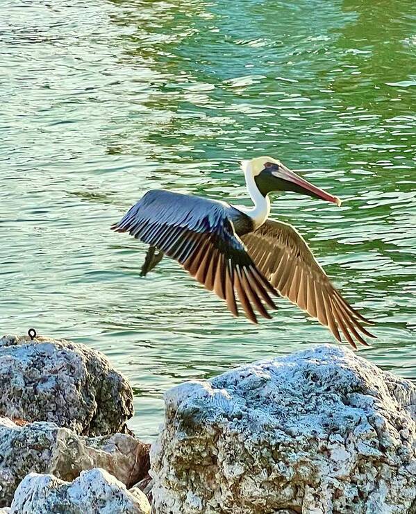 Pelican Art Print featuring the photograph Light Wing Flight by Kelly Smith