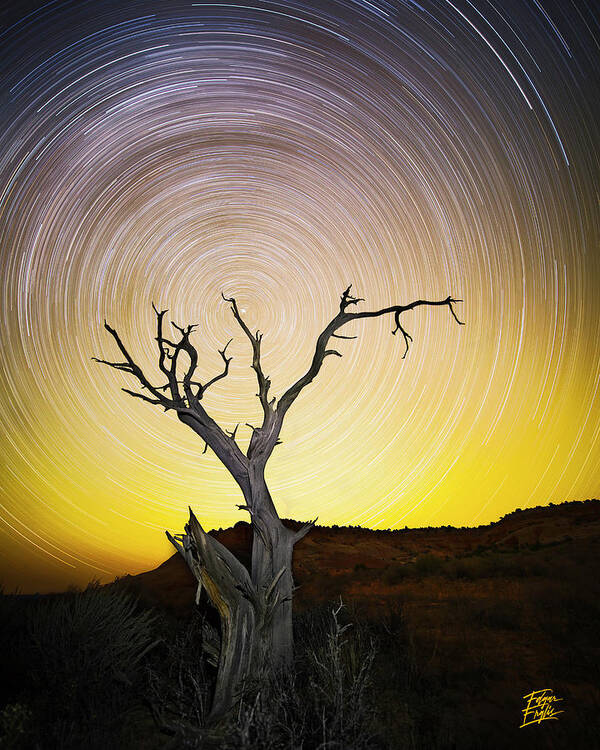 Amaizing Art Print featuring the photograph Lone Tree by Edgars Erglis