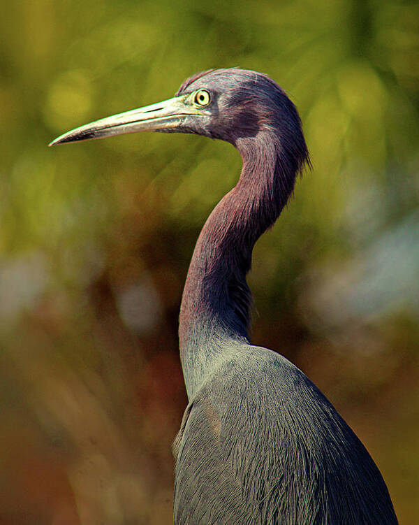 Little Blue Heron Art Print featuring the photograph Looking Out by Michael Allard