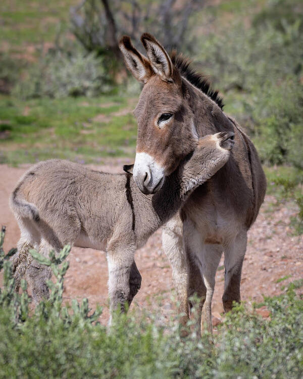 Wild Burro Art Print featuring the photograph Love you mom by Mary Hone