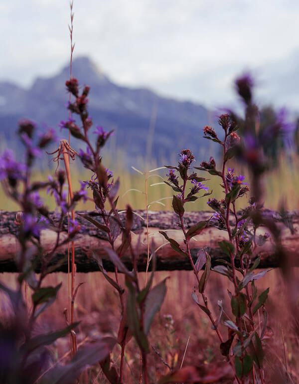 Mountain Art Print featuring the photograph Lovely Lavender in Front by Go and Flow Photos