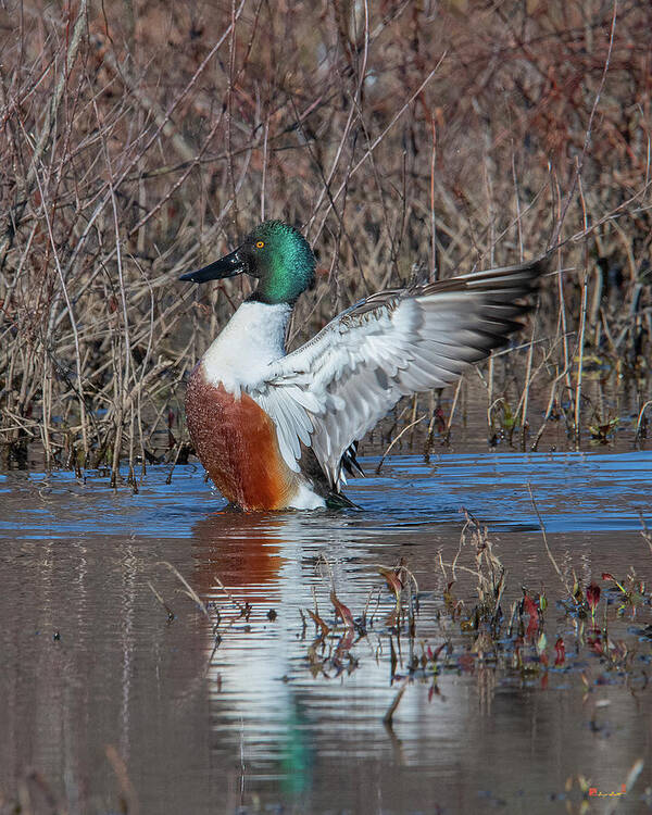 Nature Art Print featuring the photograph Male Northern Shoveler Drying off after Bathing DWF0235 by Gerry Gantt