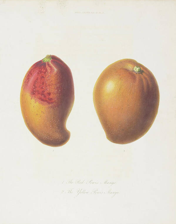 Mango Drawings Art Print featuring the digital art Mango c. 1812 by Kim Kent