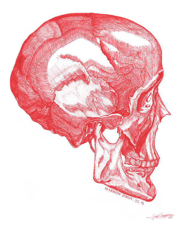 Red Art Print featuring the drawing Marrow-Red Skull by Lisa Senette
