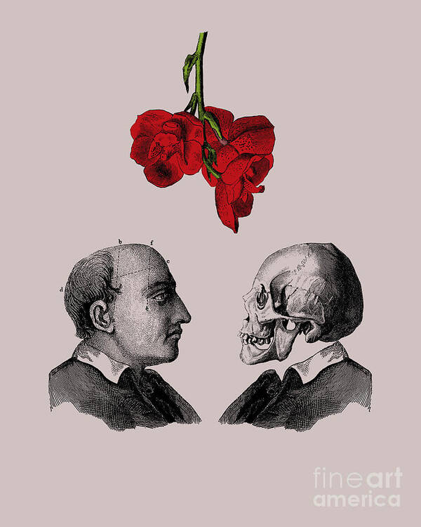 Skull Print: Vintage Memento Mori Death Art Illustration