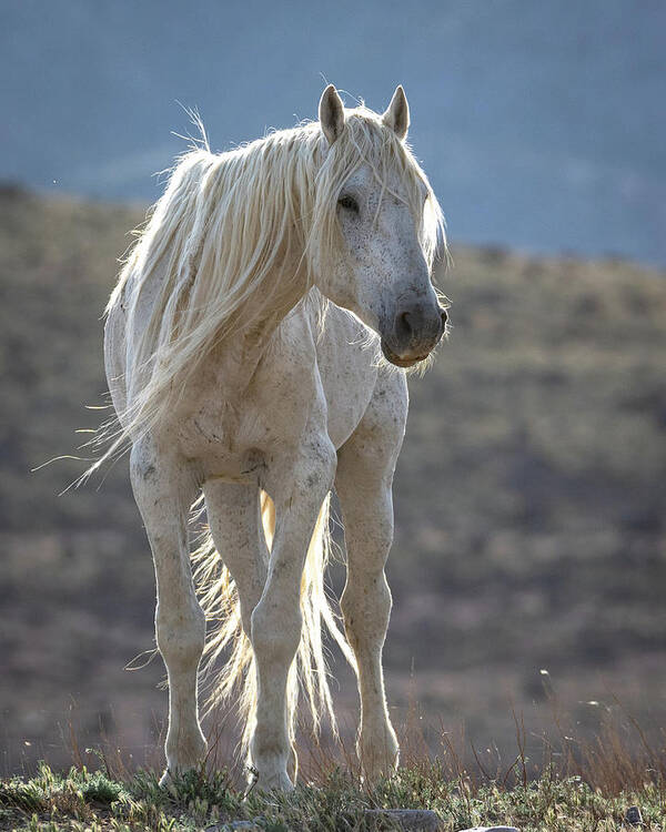 Wild Horses Art Print featuring the photograph Morning with the Old Man 3 by Mary Hone