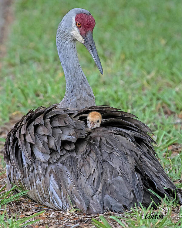 Sandhill Crane Art Print featuring the digital art MOTHER SANDHILL CRANE AND CHICK cps by Larry Linton