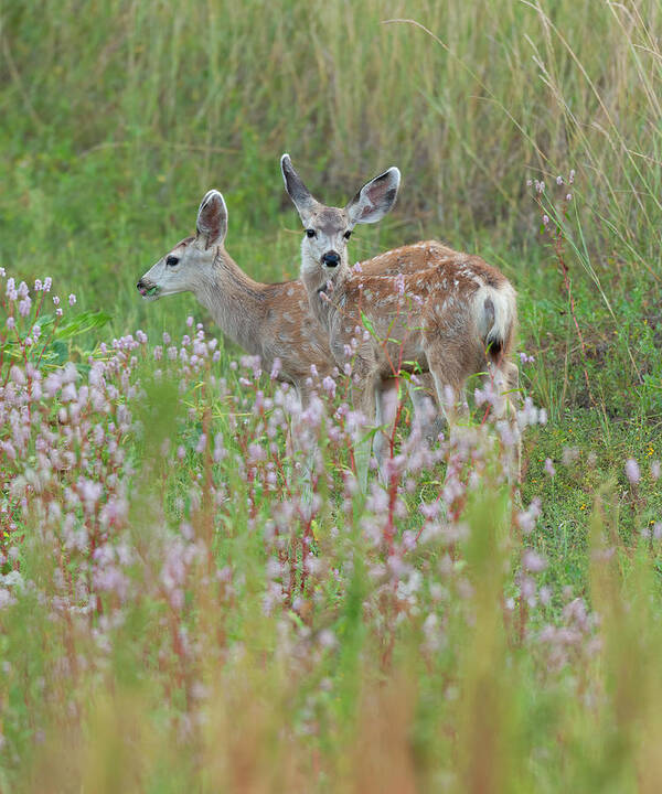Mule Art Print featuring the photograph Mule Deer Twins by Gary Langley