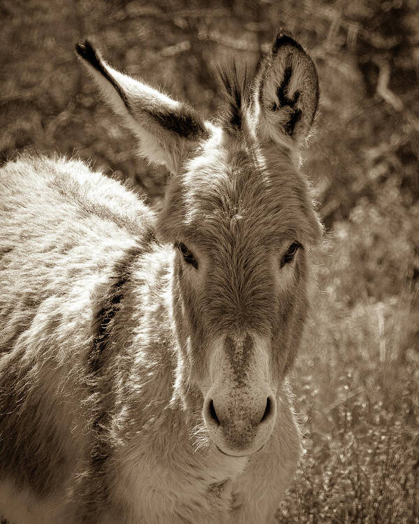 Burros Art Print featuring the photograph Nose Heart by Mary Hone