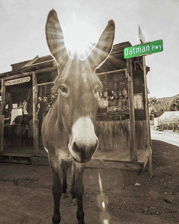 Oatman Art Print featuring the photograph Oatman Highway Donkeys, Arizona by Don Schimmel