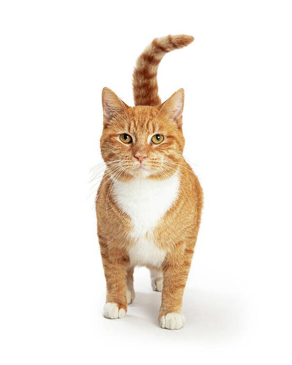 Feline Art Print featuring the photograph Orange and White Tabby Cat Facing and Looking Forward by Good Focused