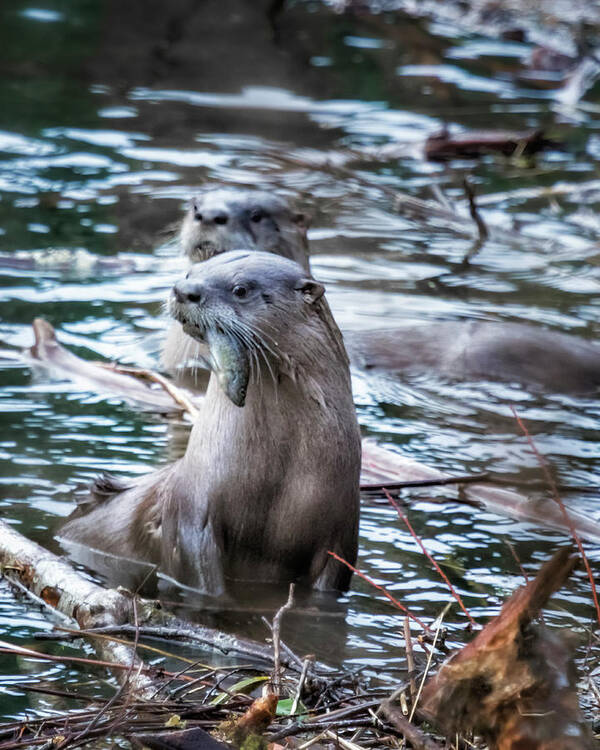 North American River Otter Art Print featuring the photograph Otters Having Breakfast on the River by Belinda Greb