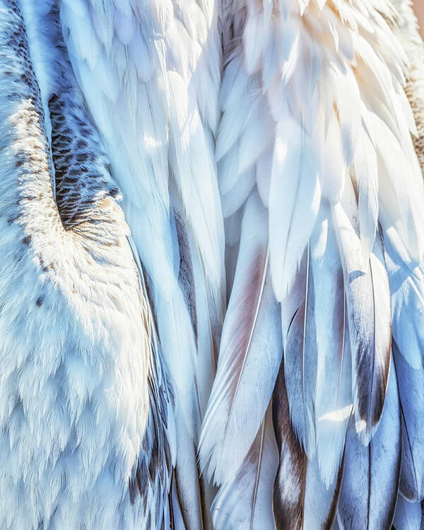 Plumage Art Print featuring the photograph Pelican's Plumage by Belinda Greb