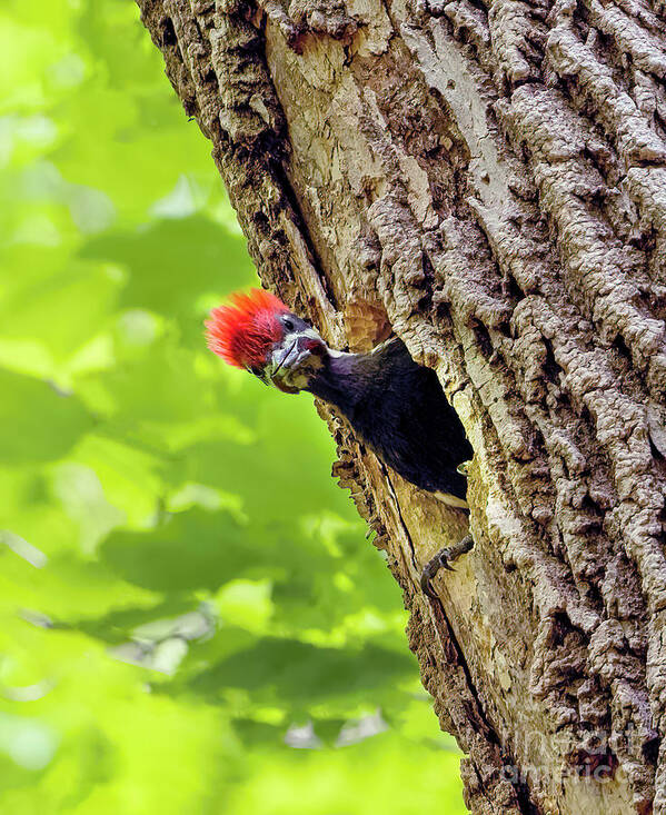 Pileated Woodpecker Chick Art Print featuring the photograph Pileated Woodpecker Chick by Sandra Rust