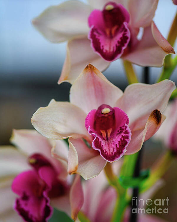 Orchid Art Print featuring the photograph Pink and White Cymbudium Clarisse Orchid by Abigail Diane Photography