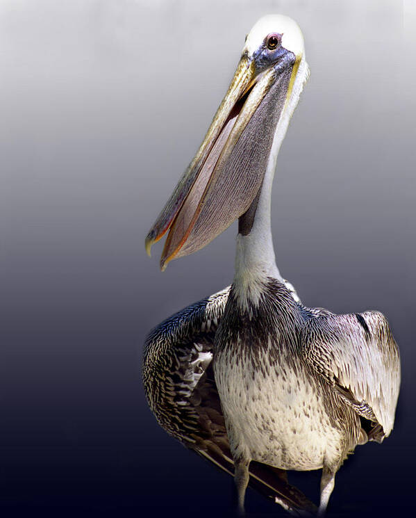 Pelican Art Print featuring the photograph Pouches by Skip Willits