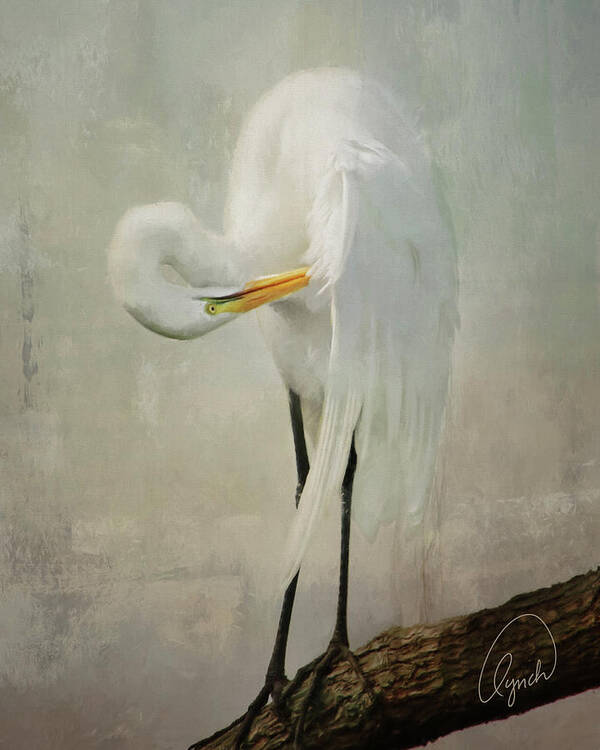 Bird Art Print featuring the photograph Preening Egret by Karen Lynch