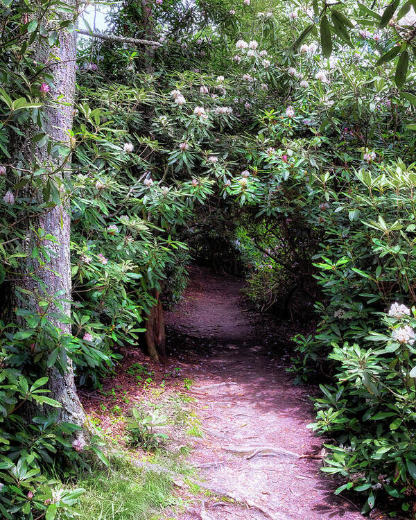 Rhododendron Art Print featuring the photograph Price Lake Rhododendron Tunnel - Blue Ridge Parkway by Susan Rissi Tregoning