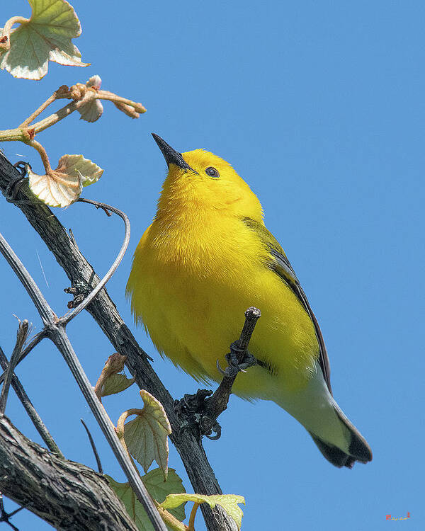 Nature Art Print featuring the photograph Prothonotary Warbler DSB0375 by Gerry Gantt