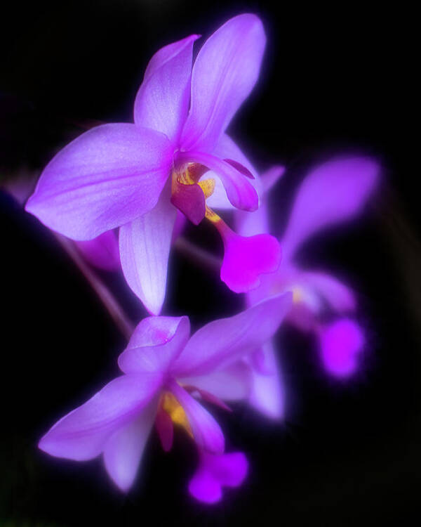 Purple Art Print featuring the photograph Purple Orchids on Black by Teresa Wilson