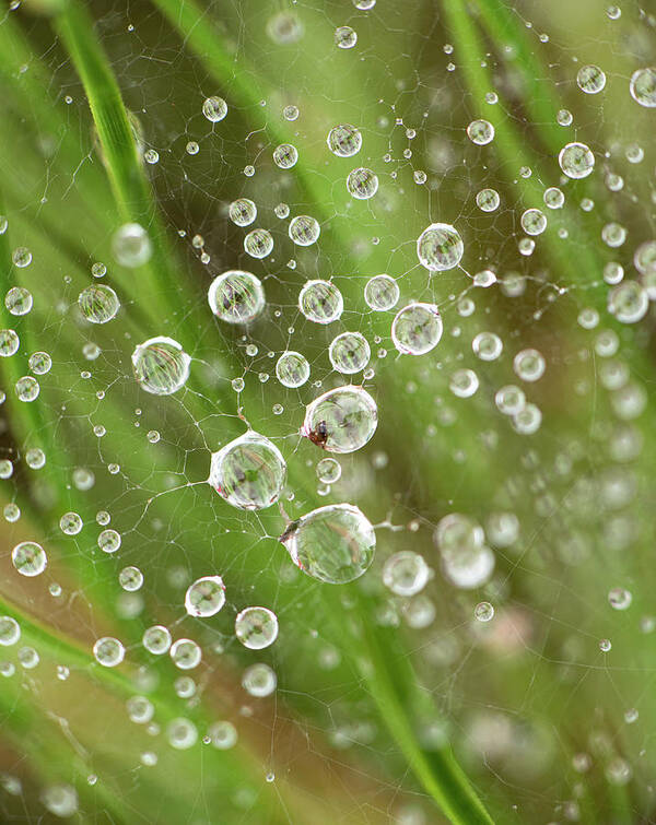 Drop Art Print featuring the photograph Raindrops Caught In A Web by Karen Rispin